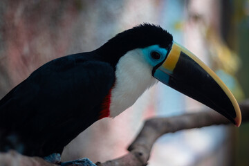 toucan in the park
