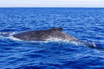 Fototapeta premium Humbak pływanie na powierzchni błękitnego oceanu