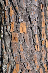 photography with texture on tree trunk