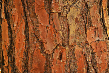 photography with texture on tree trunk