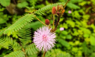 close up of a flower