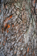 photography with texture on tree trunk