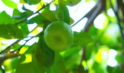 green leaves on a tree