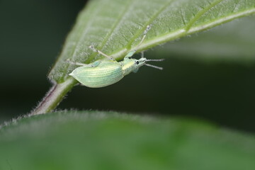 A small green weevil that hides behind the leaves