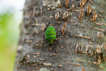 A Japanese stink bug shining in red and green called a moving gem B