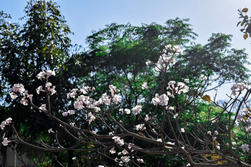 Flor  branca de Ipê. Ipê-branco (Tabebuia roseoalba) . Flor naciona do Brasil
