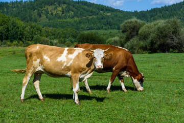 Fototapeta na wymiar Cows grazing on a green summer meadow