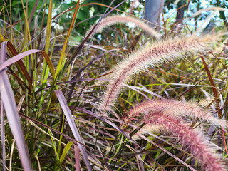 Purple grass flowers for background