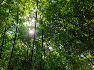 Fototapeta premium Green bamboo leaves for background