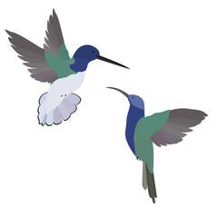 Vector illustration of calibri birds