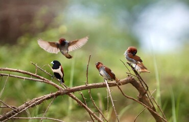 Scaly_breasted munia and pied burchered bird