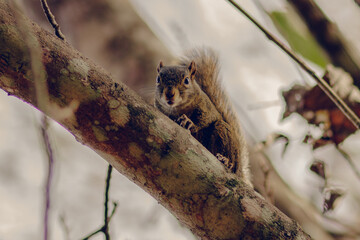 squirrel in the forest