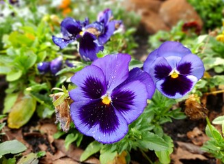 purple pansy flowers