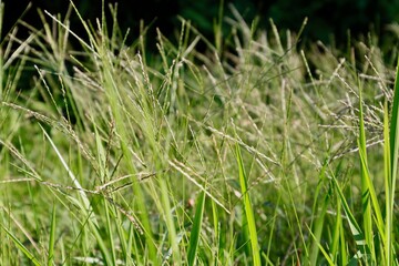 8月の夏草