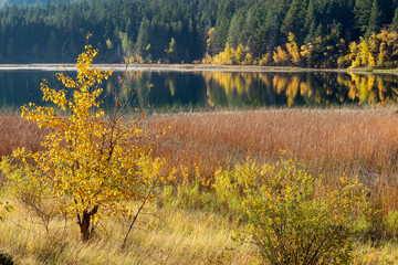Marsh surrounding Turquoise Lake in Marble Canyon Provincial Park, British Columbia, Canada