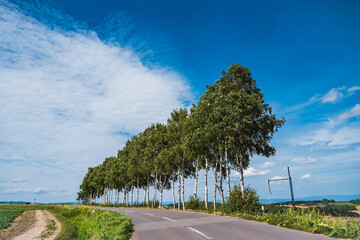 北海道の白樺の木