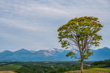 Fototapeta na wymiar 一本の木と北海道の風景