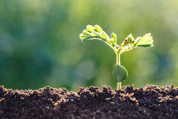 New life concept. Young plant in the morning light on defocused nature background