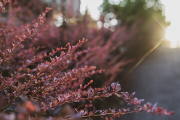 Japanese Barberry bush in a garden,, with sunflare at sunset. Selective focus