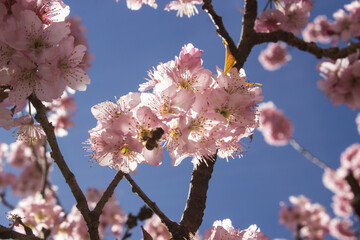 Flor de Sakura
