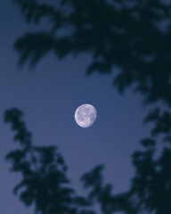 Waning Moon with tree branches on the foreground