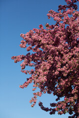 pink cherry blossom tree during spring
