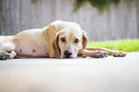 Large Dog Lying Down