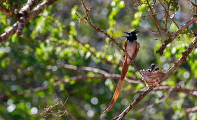 A male Ceylon Paradise Flycatcher looking over its hatchlings