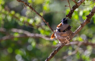 A female Ceylon Paradise Flycatcher protecting its hatchlings in the nest