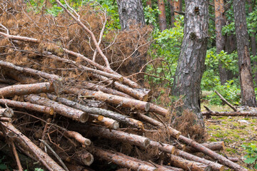 Fototapeta na wymiar stack of cut pine trees