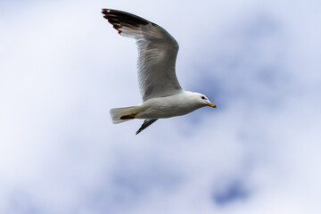 Gull flying with spread wings against the sky, Ontario, Canada