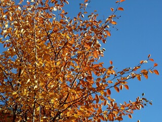 Red gold leaves on a blue sky