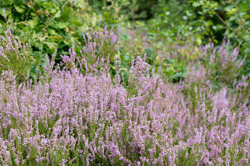 heather flowers in  forest closeup