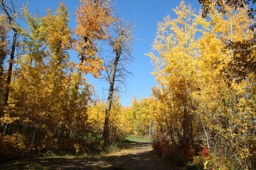 Autumn In The Forest, Elk Island National Park, Alberta
