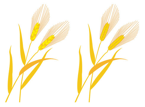 Wheat against white background