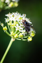 fly with Chinese chive flowers