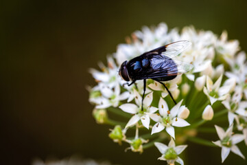 fly with Chinese chive flowers