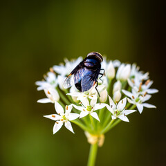 fly with Chinese chive flowers