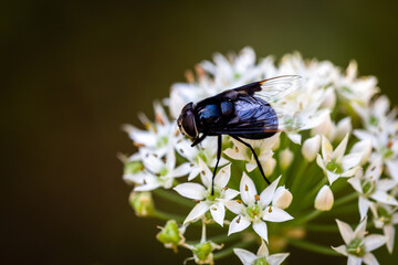 fly with Chinese chive flowers