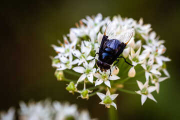 fly with Chinese chive flowers