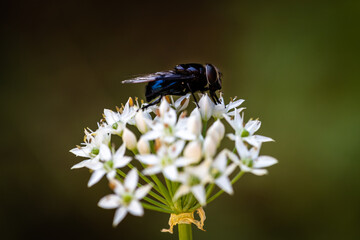 fly with Chinese chive flowers