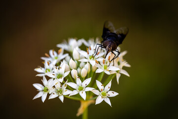 fly with Chinese chive flowers