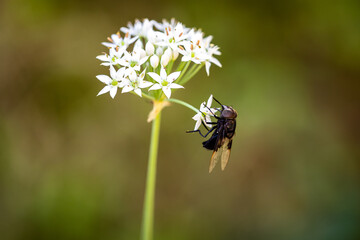 fly with Chinese chive flowers