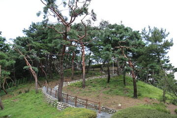 apple orchard in spring