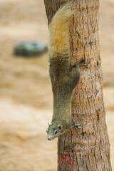 パタヤビーチのかわいいリス（タイ王国）