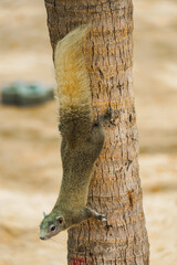 パタヤビーチのかわいいリス（タイ王国）