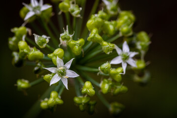 Close up of Chinese chive flowers