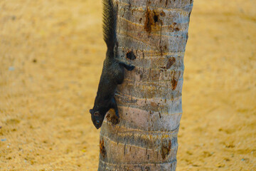 パタヤビーチのかわいいリス（タイ王国）