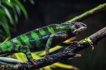 Obraz premium ジャングルに潜むチチュウカイカメレオン