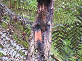 SANTA ROSA DE CABAL. RISARALDA. COLOMBIA